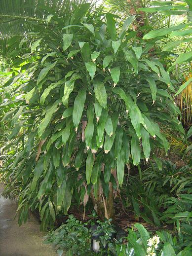 Dracaena fragrans 