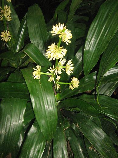 Dracaena fragrans 