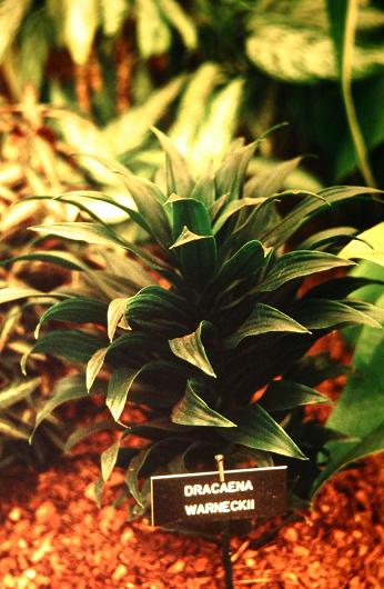 Dracaena fragrans 'Compacta' 