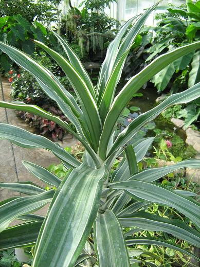 Dracaena fragrans 'Warneckii' 