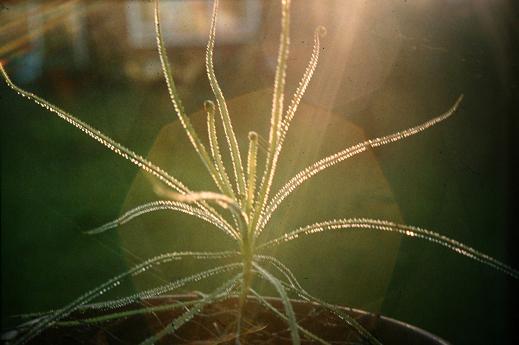 Drosophyllum lusitanicum 