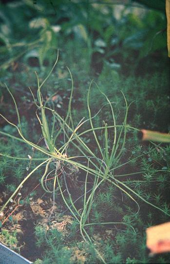 Drosophyllum lusitanicum 