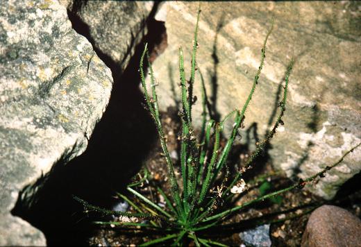 Drosophyllum lusitanicum 