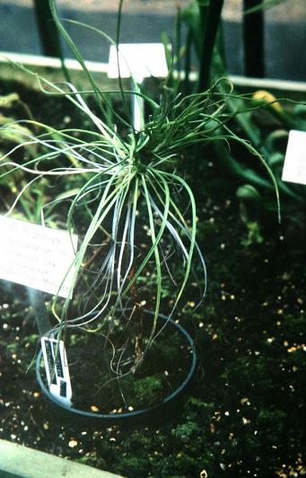 Drosophyllum lusitanicum 