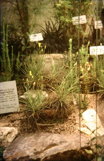 Drosophyllum lusitanicum 