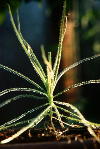 Drosophyllum lusitanicum 