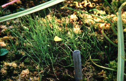 Drosophyllum lusitanicum 