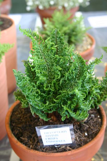 Dryopteris affinis 'Crispa Congesta' 