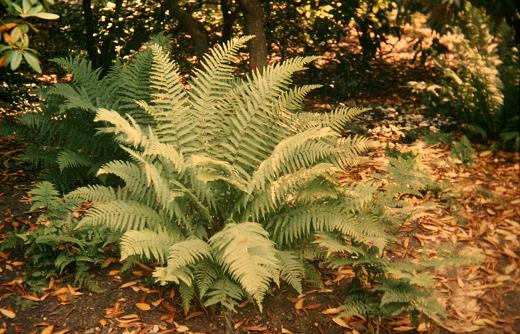 Dryopteris felix-mas 