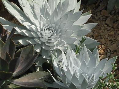 Dudleya brittonii 