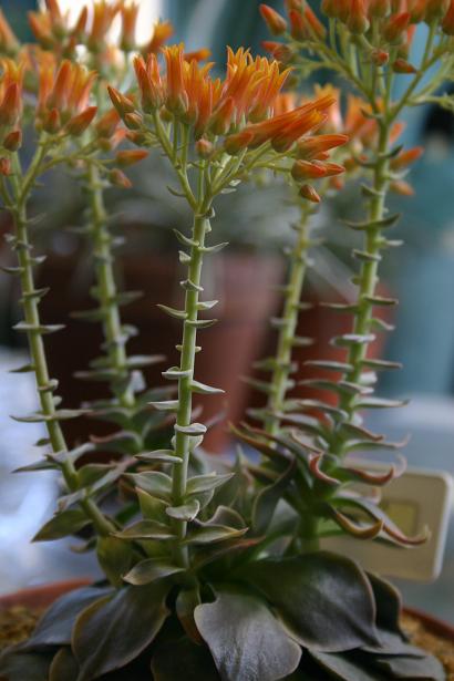 Dudleya cymosa ssp.pumila 