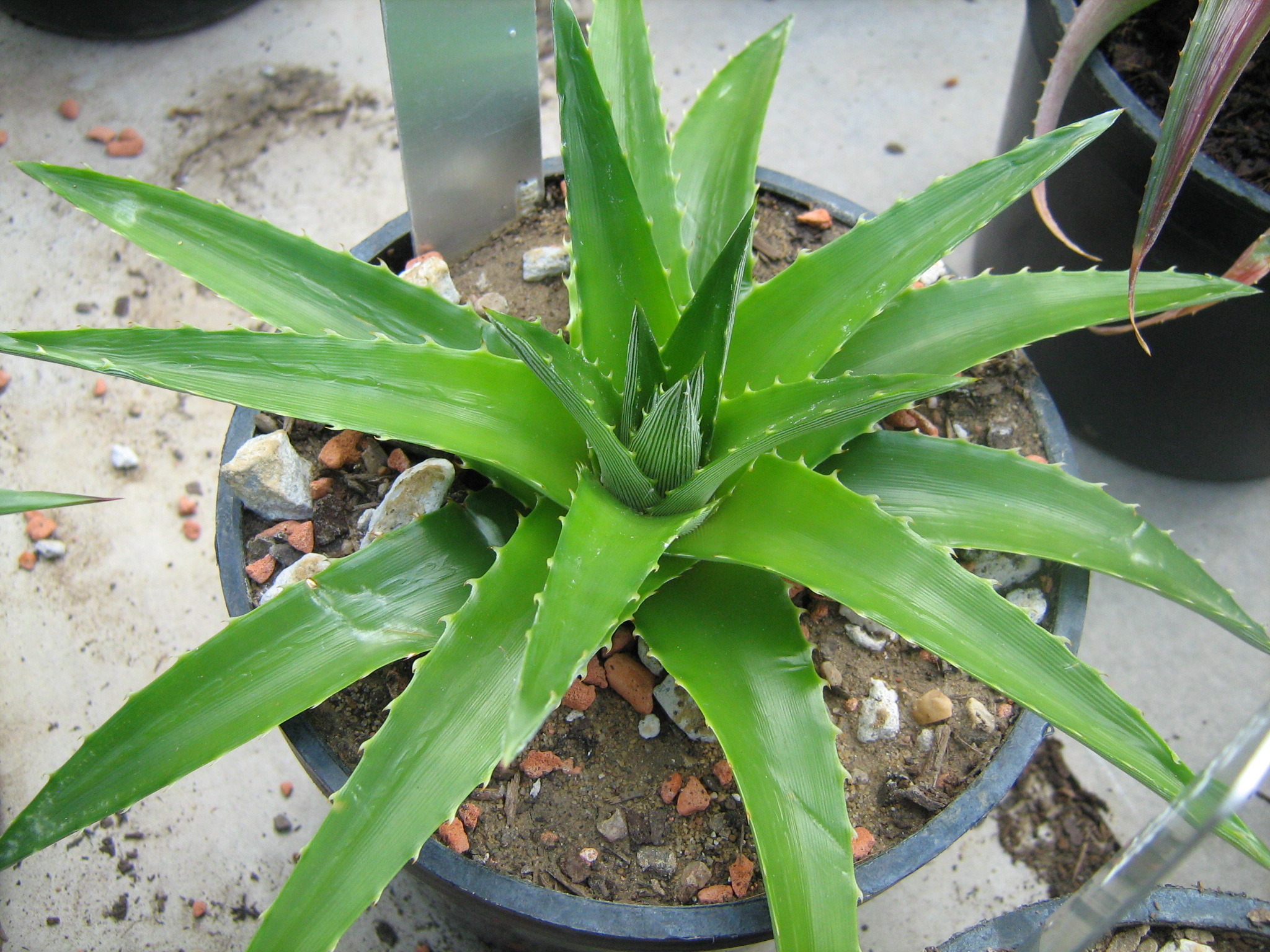 Dyckia altissima 