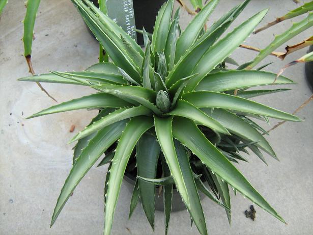 Dyckia brevifolia 