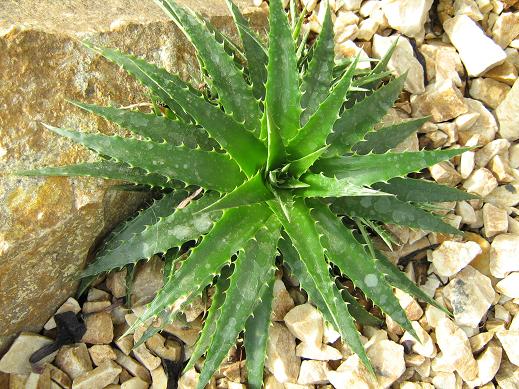 Dyckia brevifolia 