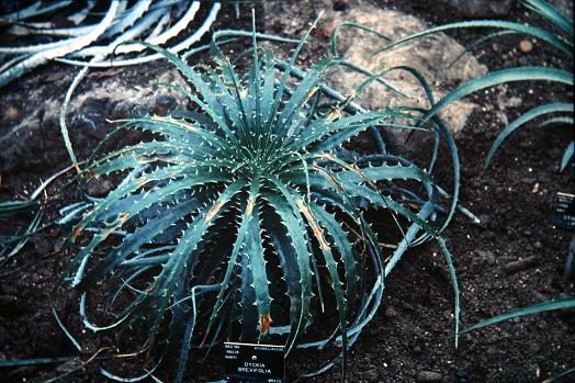 Dyckia brevifolia 