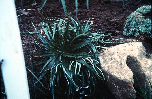 Dyckia elata 