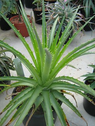 Dyckia frigida 