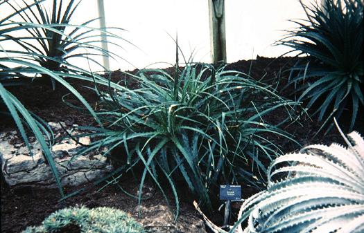 Dyckia frigida 