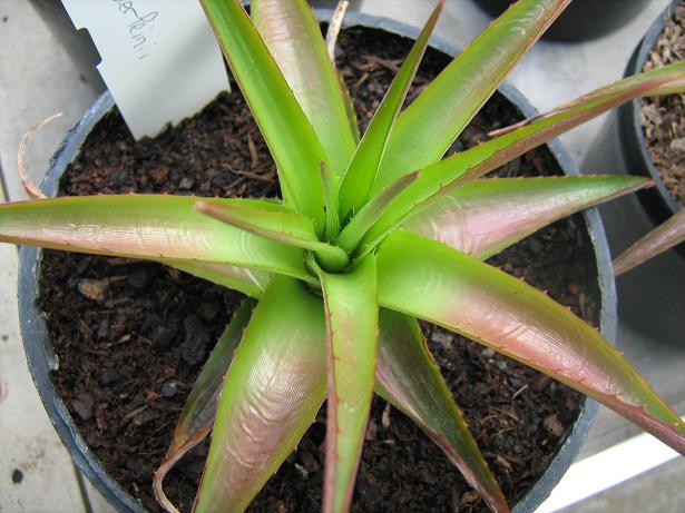 Dyckia neiderleinii 