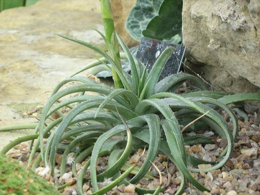 Dyckia rariflora 