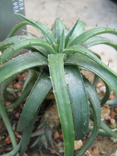 Dyckia rariflora 