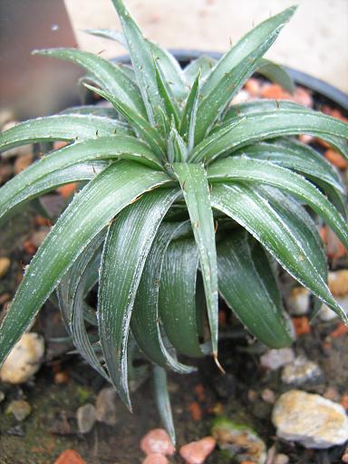 Dyckia remontiflora 