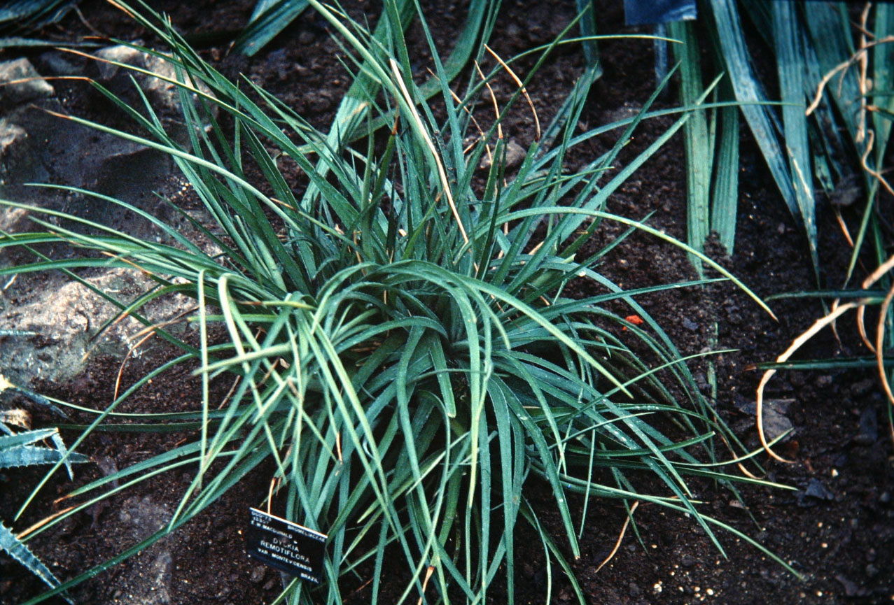 Dyckia remotiflora var montevidensis