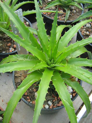 Dyckia velascana 