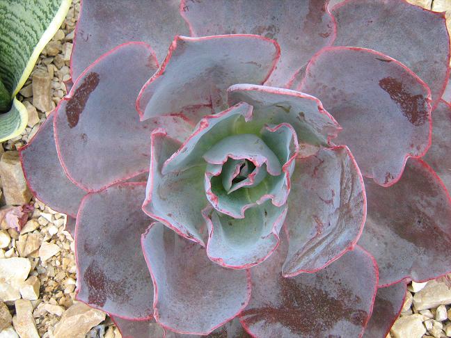 Echeveria 'Afterglow' 