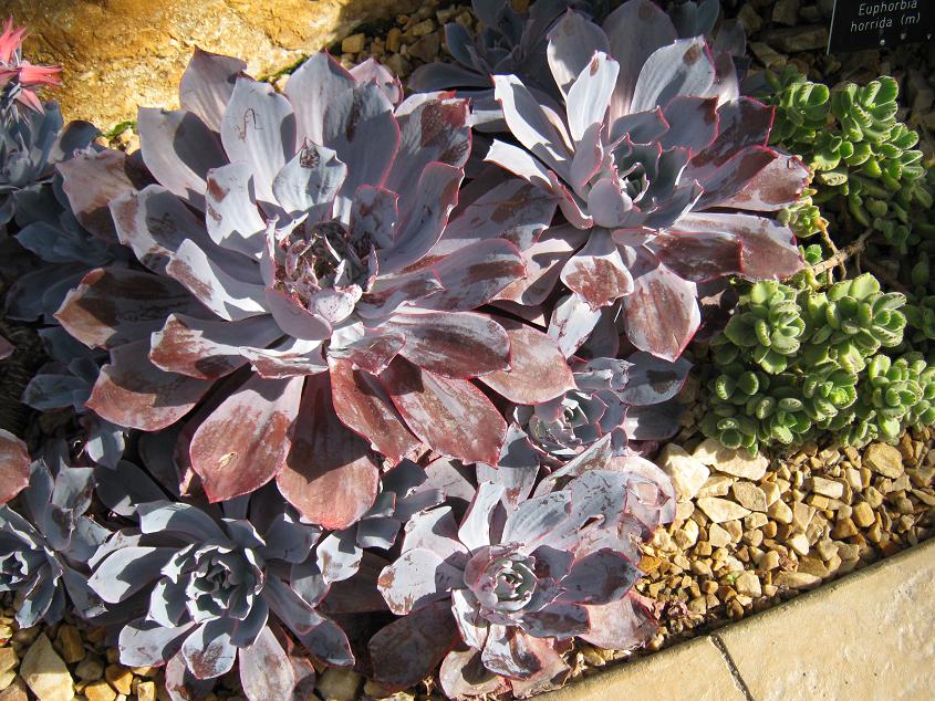 Echeveria 'Afterglow' 