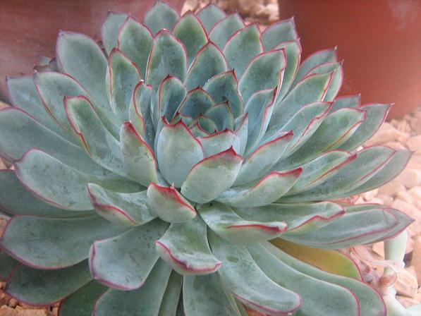 Echeveria chihuahuaensis 