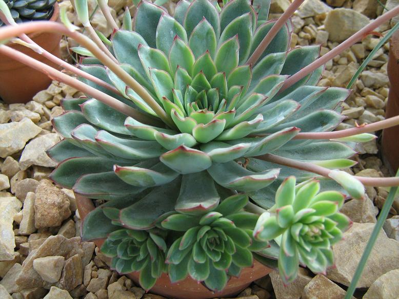 Echeveria chihuahuaensis 