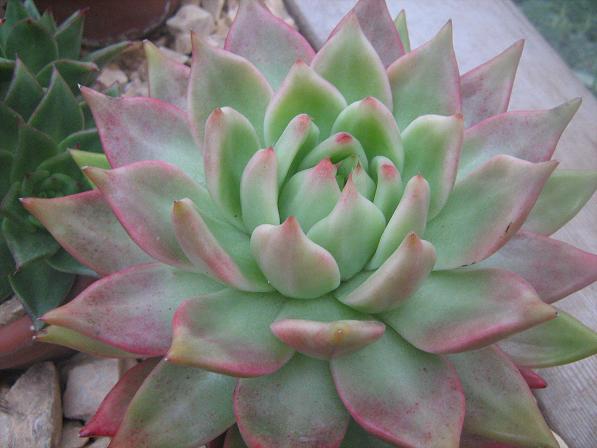 Echeveria 'Frank Reinelt' 