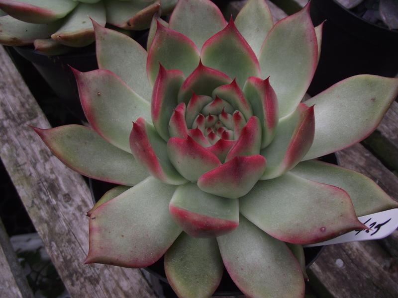 Echeveria 'Frank Reinelt' 