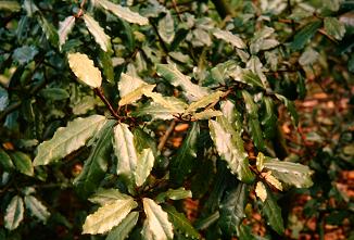 Elaeagnus pungens 