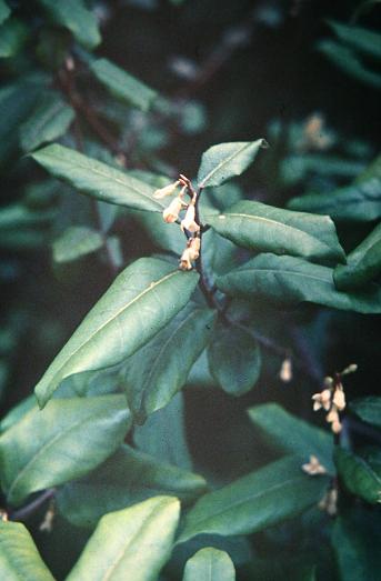 Elaeagnus pungens 