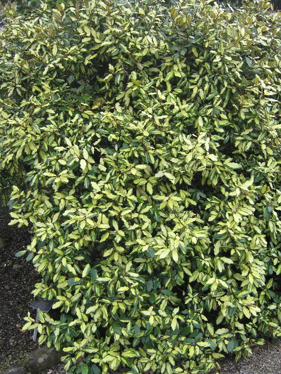 Elaeagnus pungens 'Frederici' 