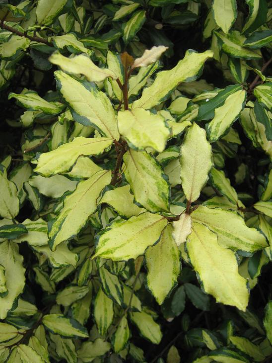 Elaeagnus pungens 'Frederici' 