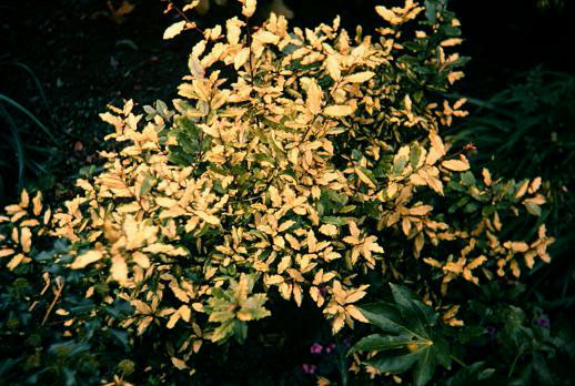 Elaeagnus pungens 'Friedrickii' 