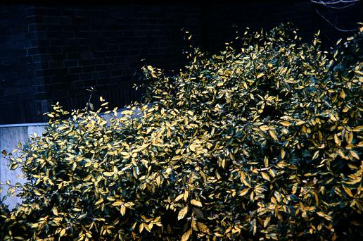 Elaeagnus pungens 'Maculata' 