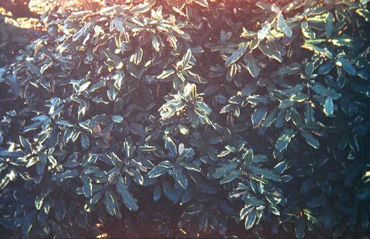 Elaeagnus pungens 'Variegata' 