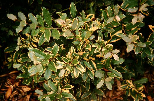 Elaeagnus pungens 'Variegata' 