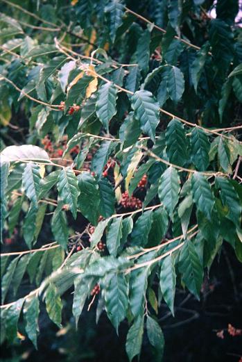 Elaeagnus umbellata 