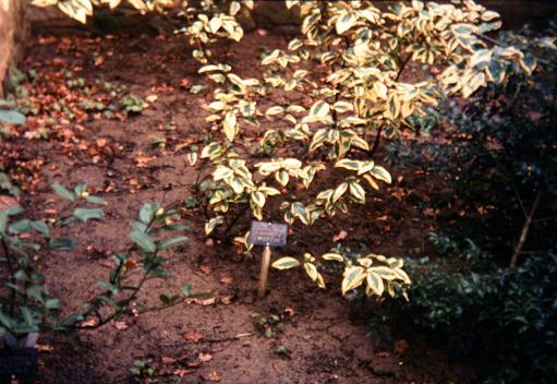 Elaeagnus x ebbingii 'Gilt Edge' 