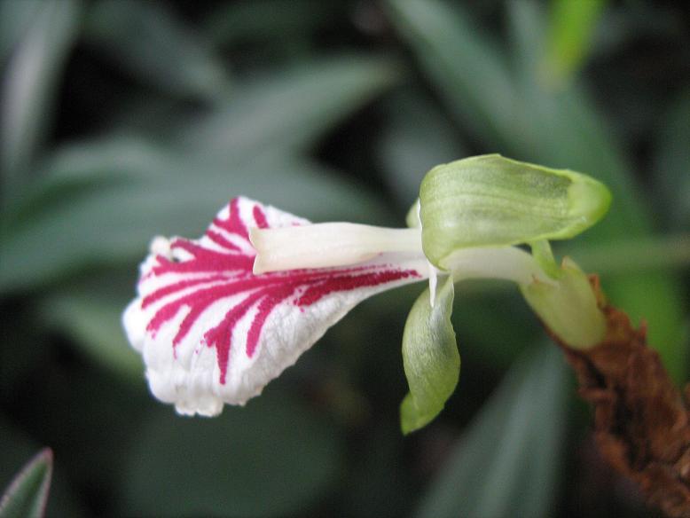 Elettaria cardamum 