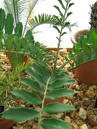 Encephalartos ferox 