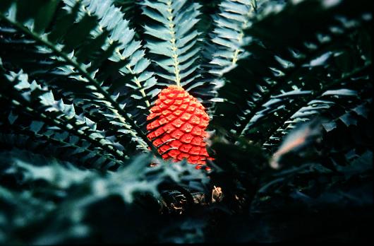 Encephalartos ferox 