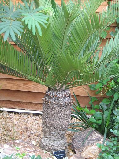 Encephalartos lehmanii 