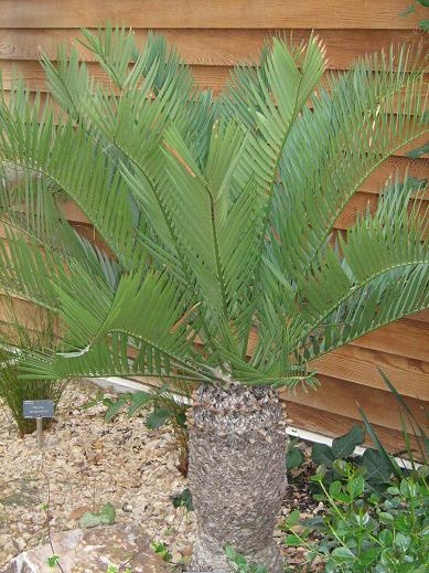 Encephalartos lehmanii 