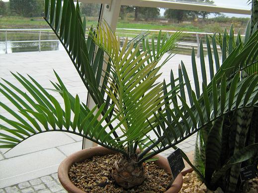 Encephalartos lehmanii 